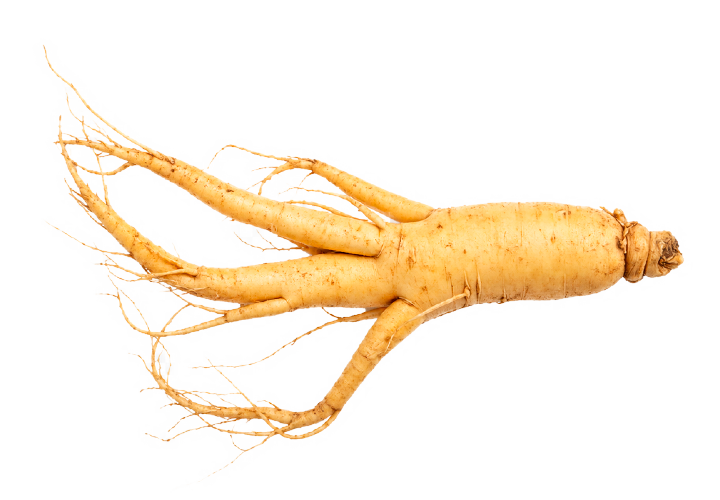 Panax Ginseng