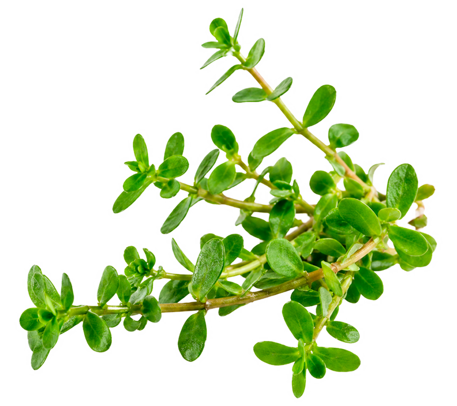 Bacopa Monnieri