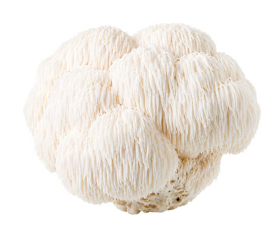 Lion's Mane