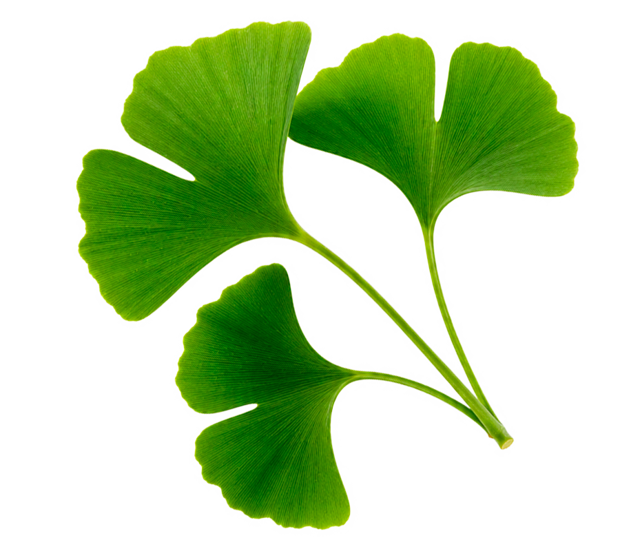 Ginkgo Biloba